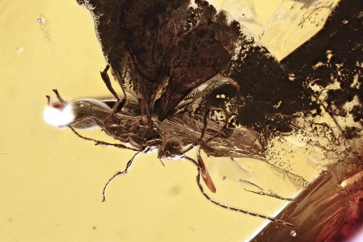 Detailed Fossil Parasitoid Wasp (Diapriidae) In Baltic Amber #367447
